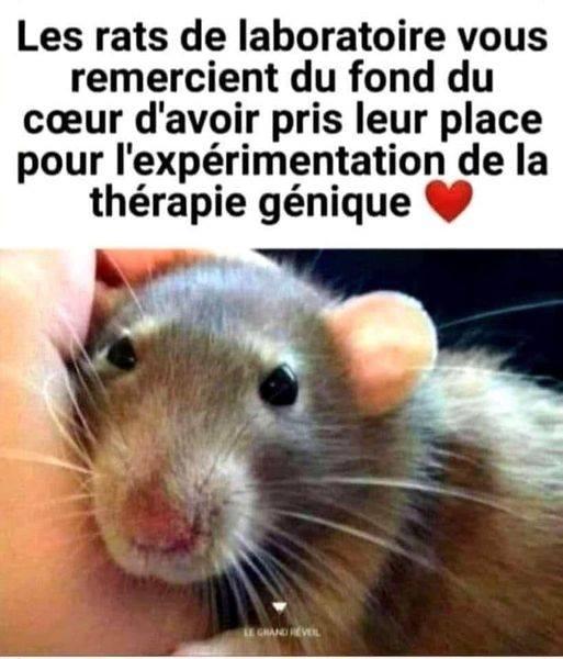 souris labo dit merci