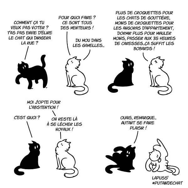 les chats votent